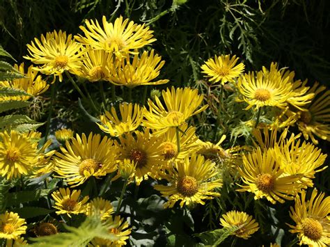 Doronicum Insekten